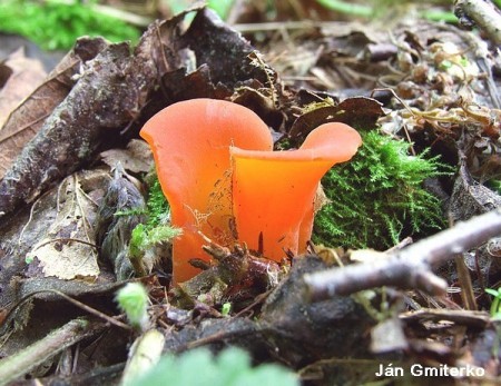 Rôsolovec červený