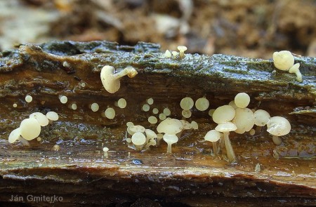 Vodnička obyčajná