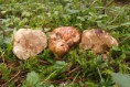 /album/fotogaleria-a-g/bielohluzovka-obycajna-jpg/