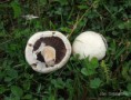 /album/fotogaleria-n-z/asi-peciarka-polna-jpg/