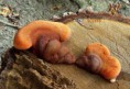 /album/fotogaleria-n-z/pecenovec-dubovy1-jpg/